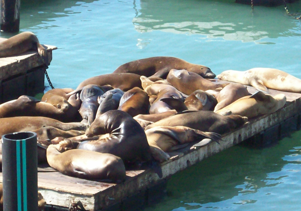 Pier 39 Sea Lions