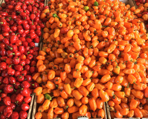 NC State Farmers Market